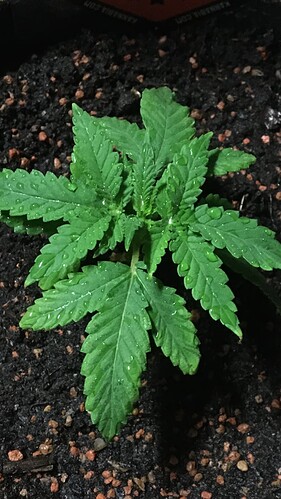Growreport Bild 21