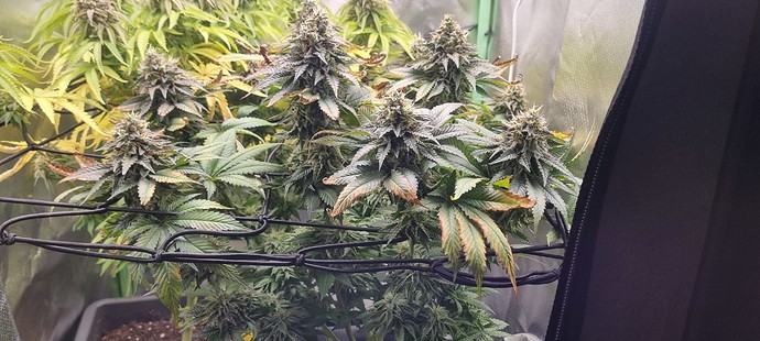 Growreport Bild 14