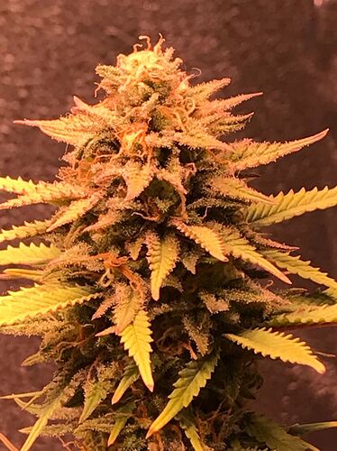 Growreport Bild 10
