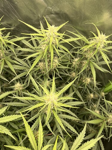 Growreport Bild 1
