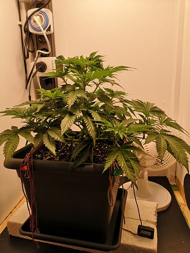 Growreport Bild 2