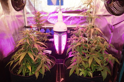 Growreport Bild 1
