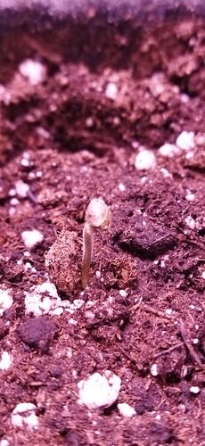 Growreport Bild 89