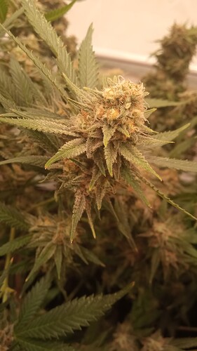 Growreport Bild 38