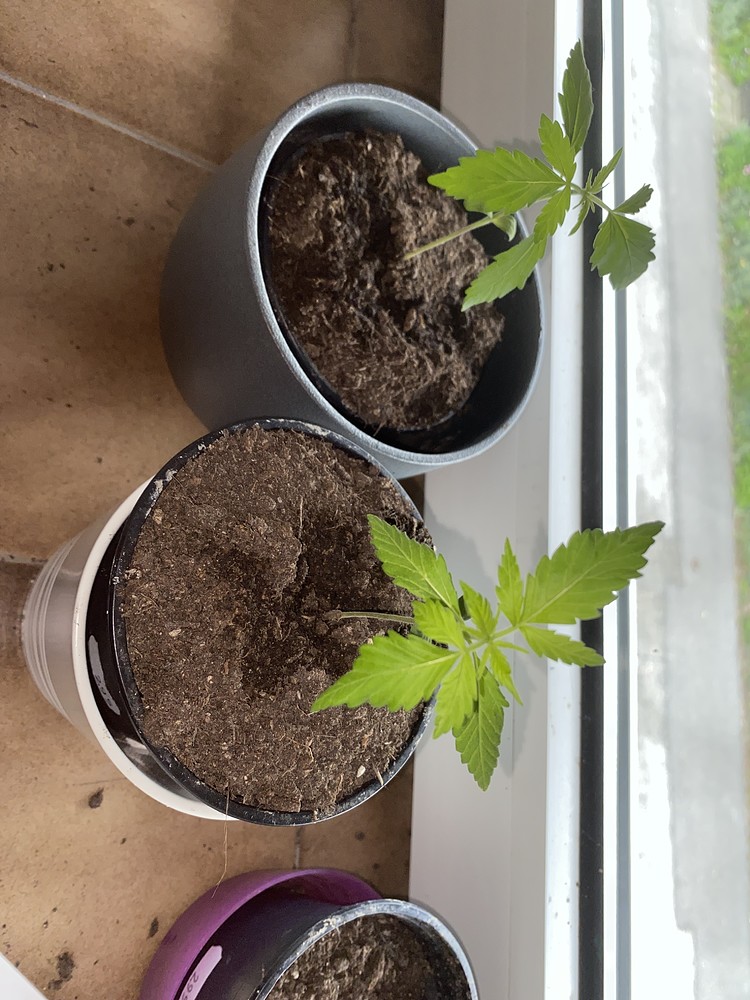 Schlechtvorbereiteter 1. Grow