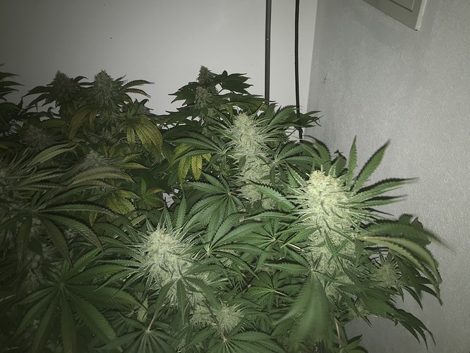 Growreport Bild 3