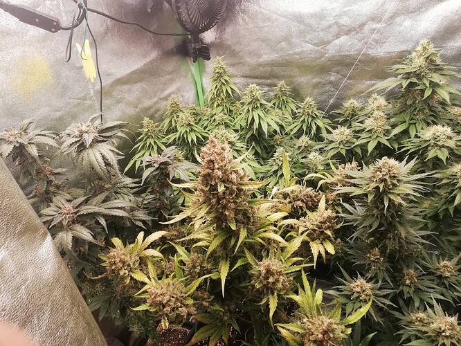 Growreport Bild 3