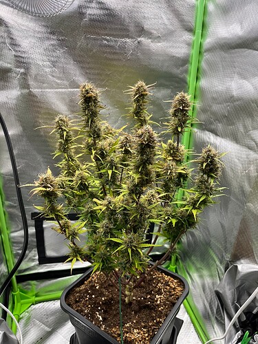 Growreport Bild 2