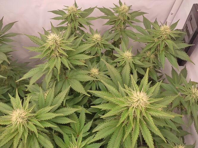 Growreport Bild 10