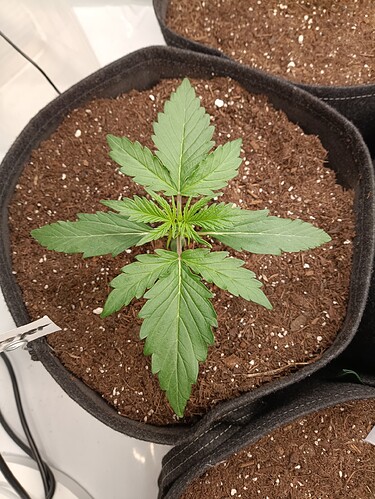 Growreport Bild 4