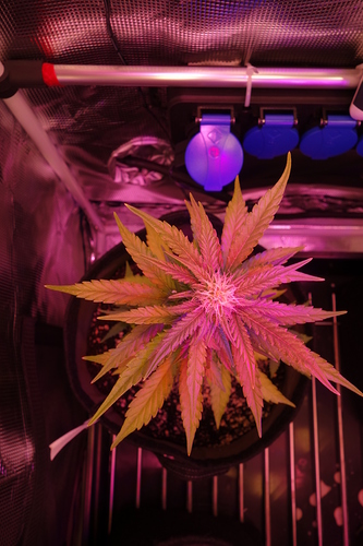 Growreport Bild 38
