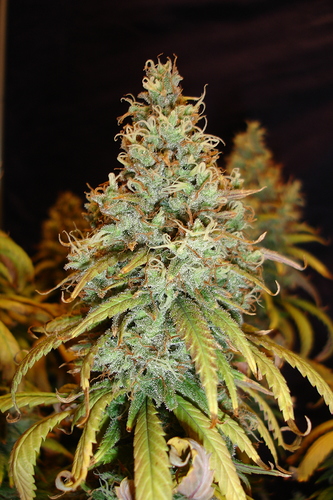Growreport Bild 36