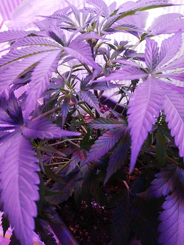 Growreport Bild 2