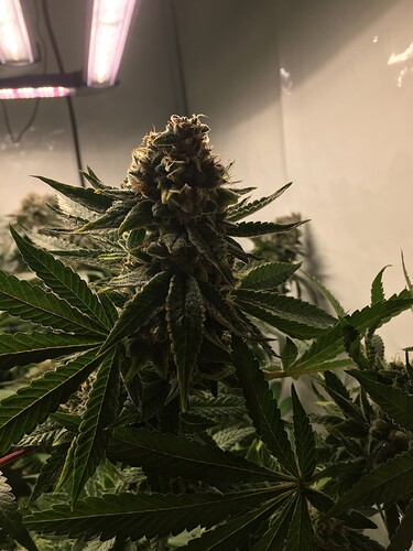 Growreport Bild 6