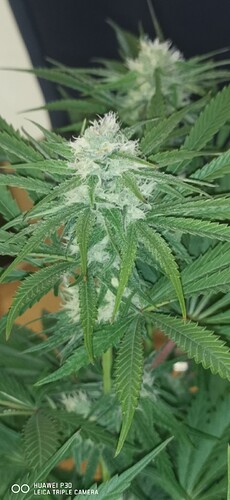 Growreport Bild 23