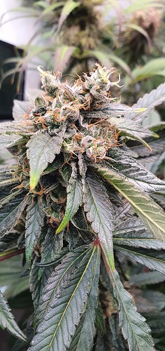 Growreport Bild 31