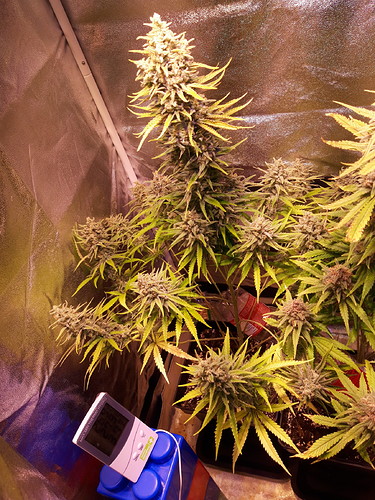 Growreport Bild 2