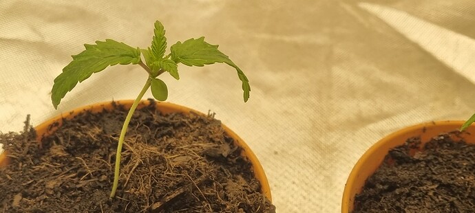 Growreport Bild 2