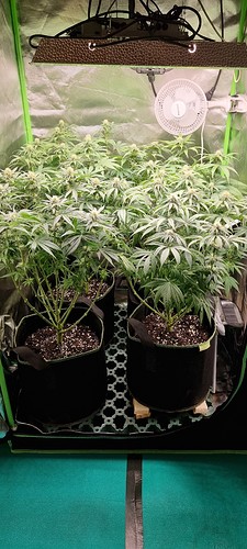 Growreport Bild 12