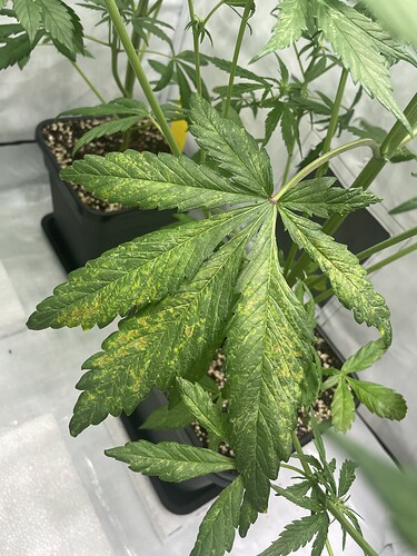 Growreport Bild 11