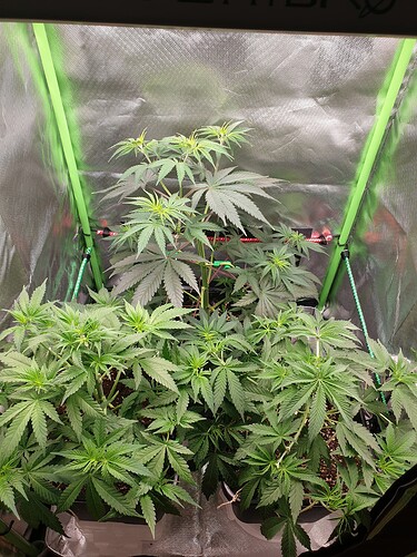 Growreport Bild 1