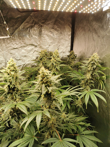 Growreport Bild 3