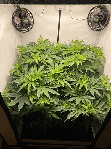 Growreport Bild 15