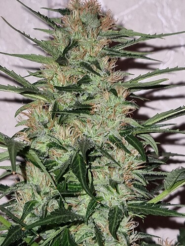 Growreport Bild 4