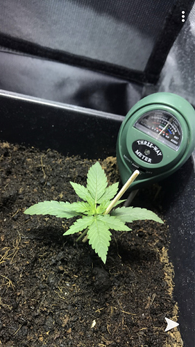 Growreport Bild 1