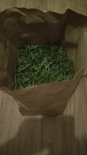 Growreport Bild 38