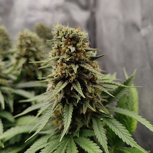 Growreport Bild 9