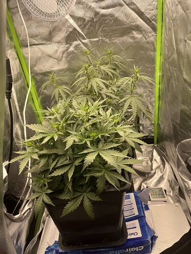 Growreport Bild 6