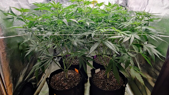 Growreport Bild 22