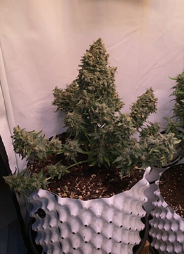 Growreport Bild 6