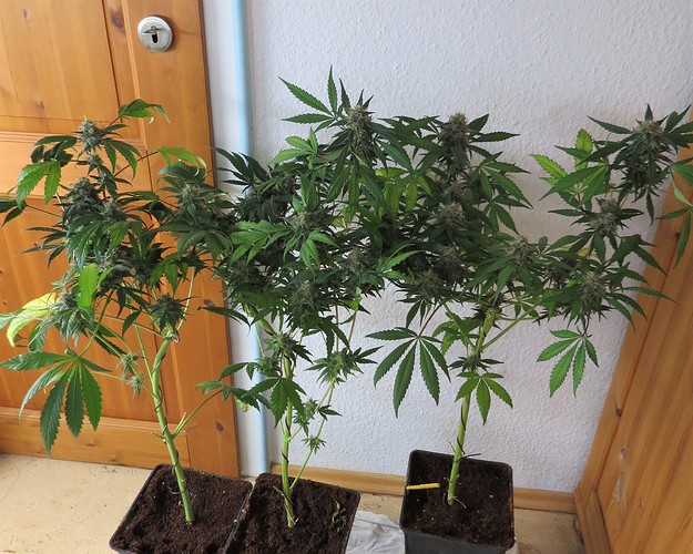 3bonsai