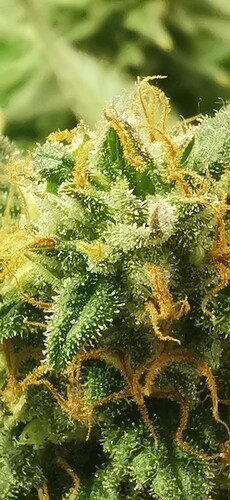 Growreport Bild 9