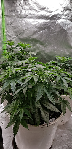 Growreport Bild 2