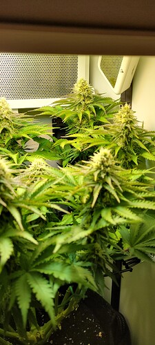 Growreport Bild 7