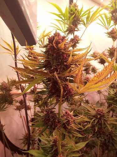 Growreport Bild 5