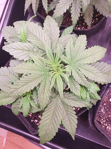 Growreport Bild 7
