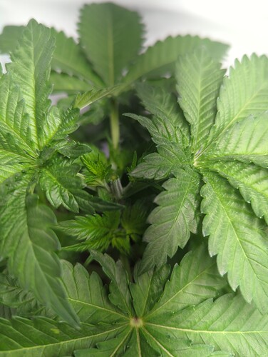 wt15_purepowerplant_nach_topping