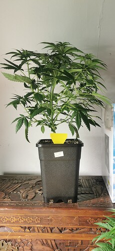 candy kush exp_0603