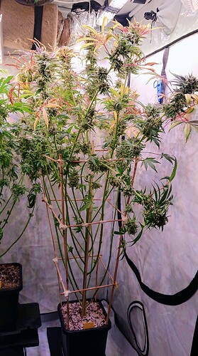 Growreport Bild 3