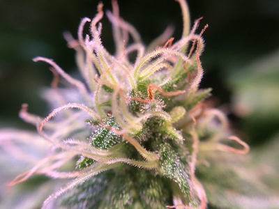 Growreport Bild 19