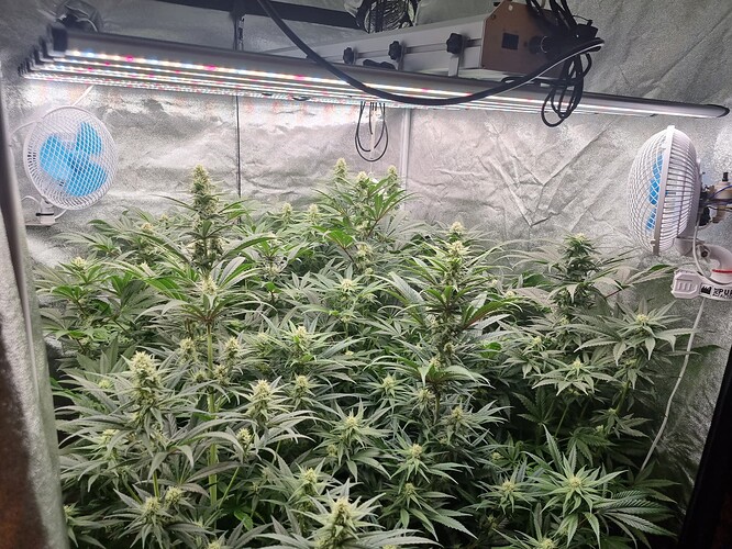 Growreport Bild 37