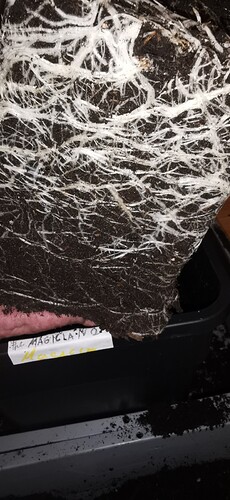 Growreport Bild 20