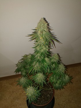 Growreport Bild 44