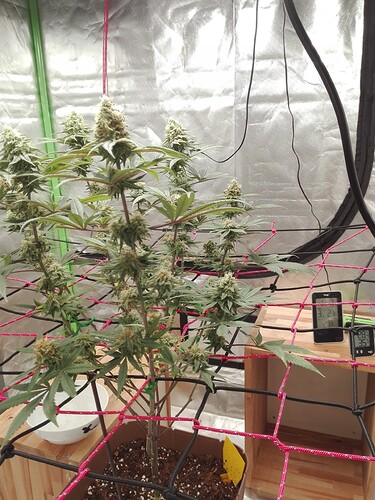 Growreport Bild 13