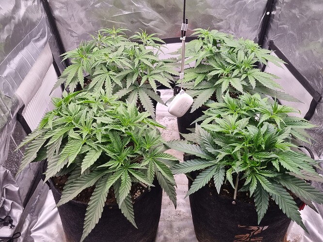 Growreport Bild 19