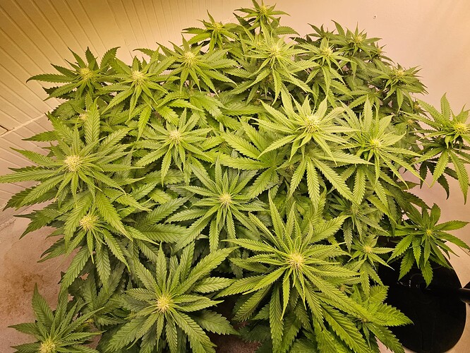 Growreport Bild 3